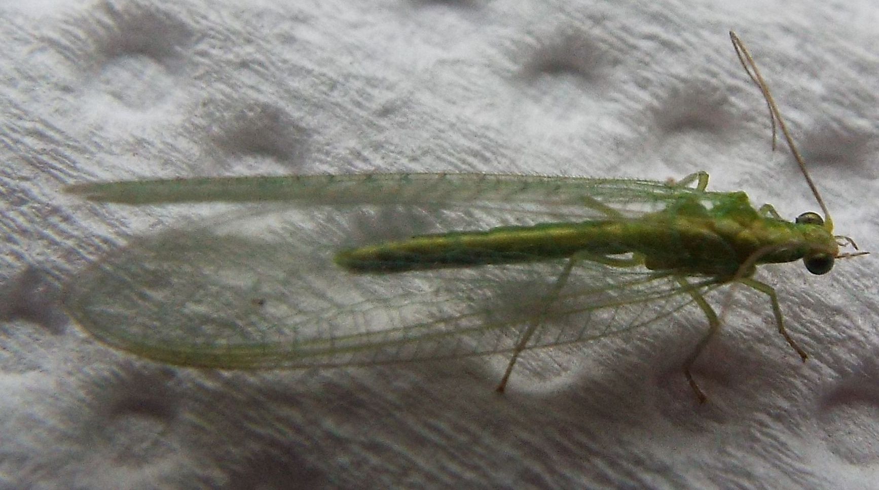 Chrysoperla sp.